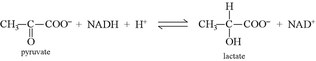 Chemical equation for pyruvate & NADH conversion to lactate & NAD+