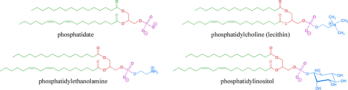 Structural (bond-line) diagrams of principal forms of membrane glycerophospholipids