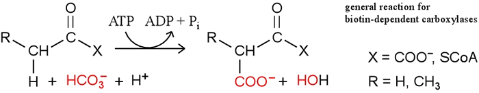 Generalized carboxylas reaction