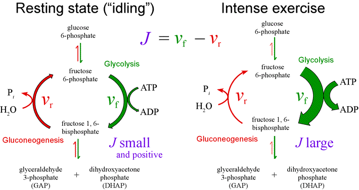 Diagram of substrate cycle