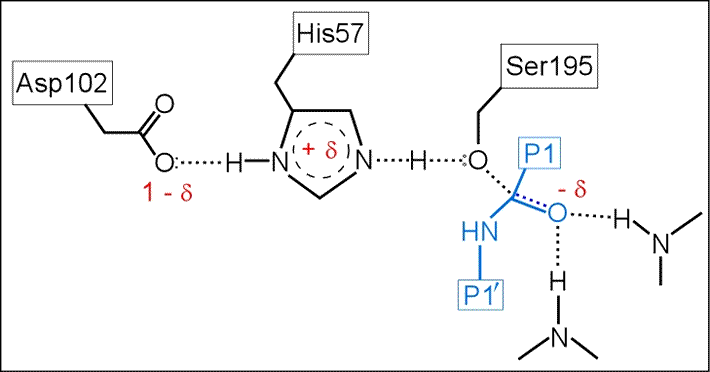 Transition state leading to tetrahedral intermediate