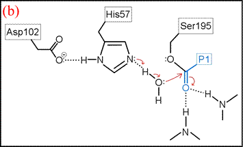 attack of water, formation of the second tetrahedral intermediate