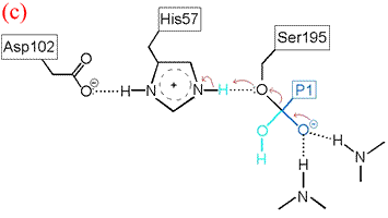 final step: Ser195 oxygen leaves 2nd tetrahedral intermediate