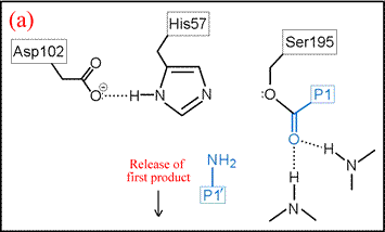 Release of C-terminal fragment