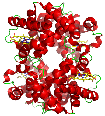 Ribbon diagram of the structure of hemoglobin