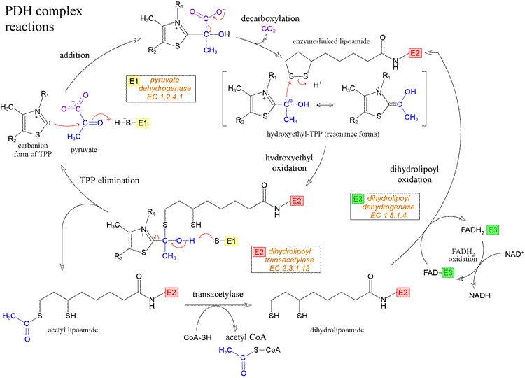 PDH reactions diagram