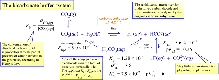 Diagram of the CO2/bicarbonate physiological buffering system, showing equilibria, Ka values, and comments