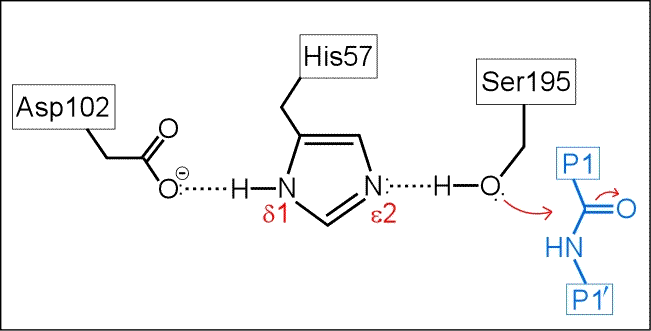 Structural diagram of the catalytic triad and peptide substrate