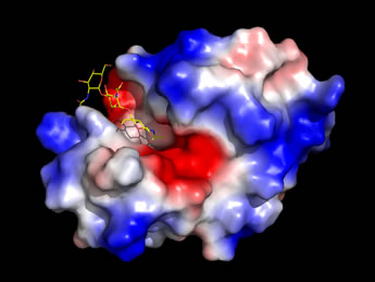 Lysozyme, with NAG(3) bound in the substrate binding cleft, and electrostatic potential mapped to its surface 